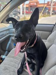 Reunited Female Dog last seen Davlin ct and Milwaukee, Chicago, IL 60618