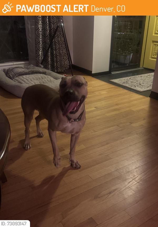 Found/Stray Female Dog last seen Inspiration point park, Denver, CO 80212