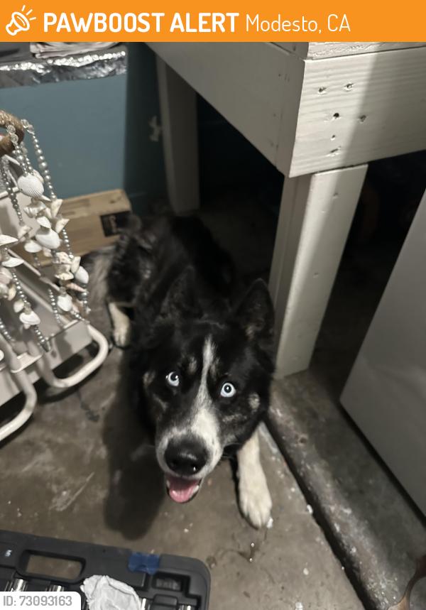 Found/Stray Male Dog last seen Walpole Dr Modesto, Modesto, CA 95358