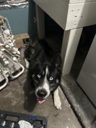 Found/Stray Male Dog last seen Walpole Dr Modesto, Modesto, CA 95358