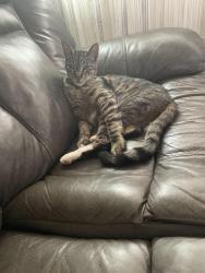 Lost Male Cat last seen Rock Springs and Richland, San Marcos, CA 92069