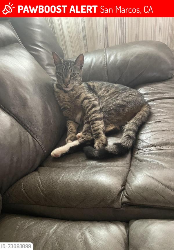 Lost Male Cat last seen Rock Springs and Richland, San Marcos, CA 92069