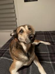 Lost Male Dog last seen Hellman, Alhambra, CA 91803