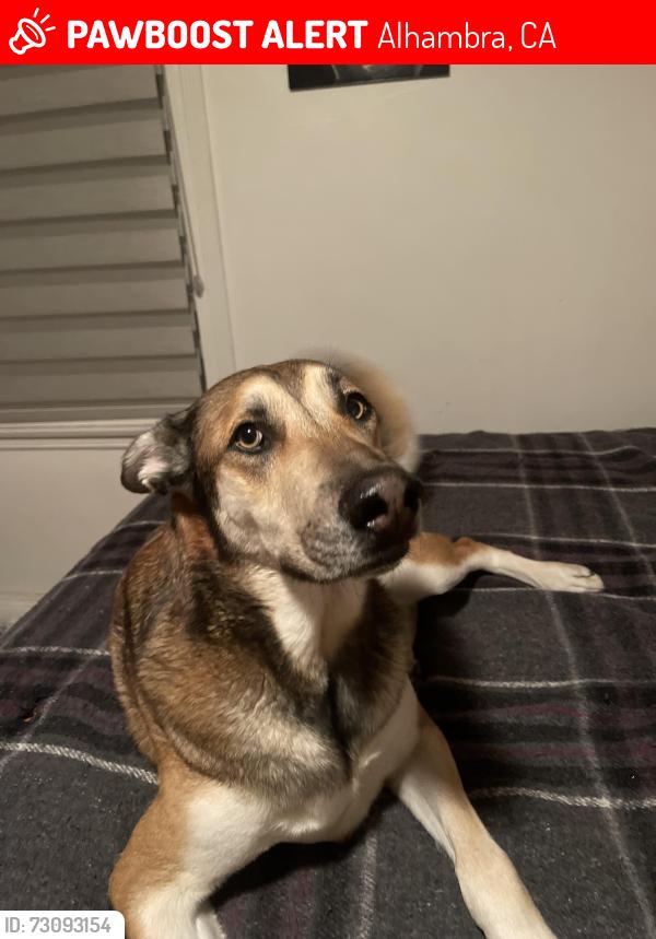 Lost Male Dog last seen Hellman, Alhambra, CA 91803