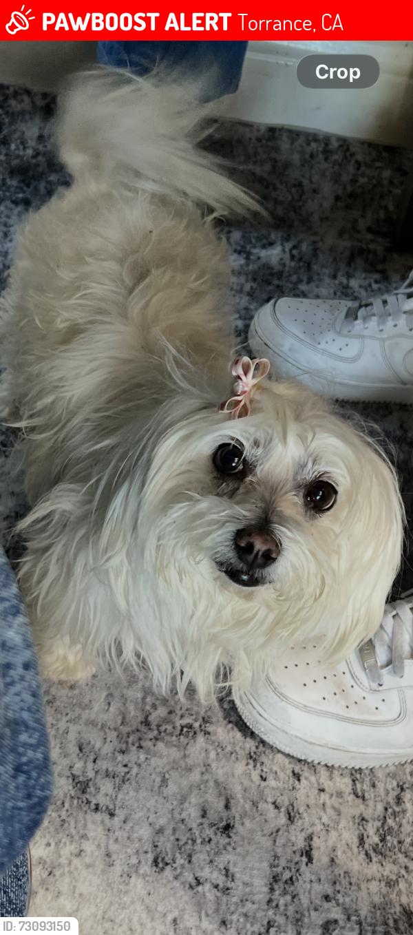 Lost Female Dog last seen Western, Torrance, Torrance, CA 90501