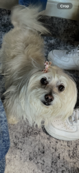 Lost Female Dog last seen Western, Torrance, Torrance, CA 90501