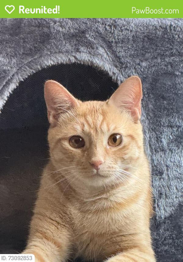 Reunited Male Cat last seen Lawrence ave, Schiller Park, IL 60176