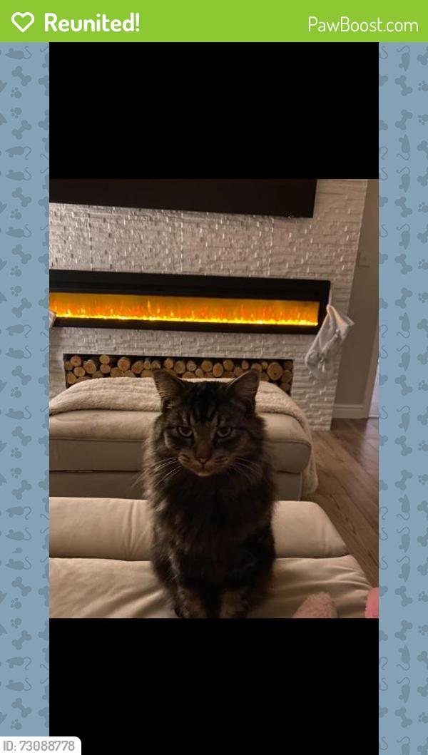 Reunited Male Cat last seen Great Cornard rugby club, Great Cornard, England CO10 0FS