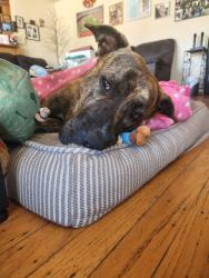 Reunited Female Dog last seen Stevenson and davis, Fremont, CA 94538