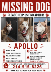 Lost Male Dog last seen Josey ranch neighborhood, Carrollton, TX 75006