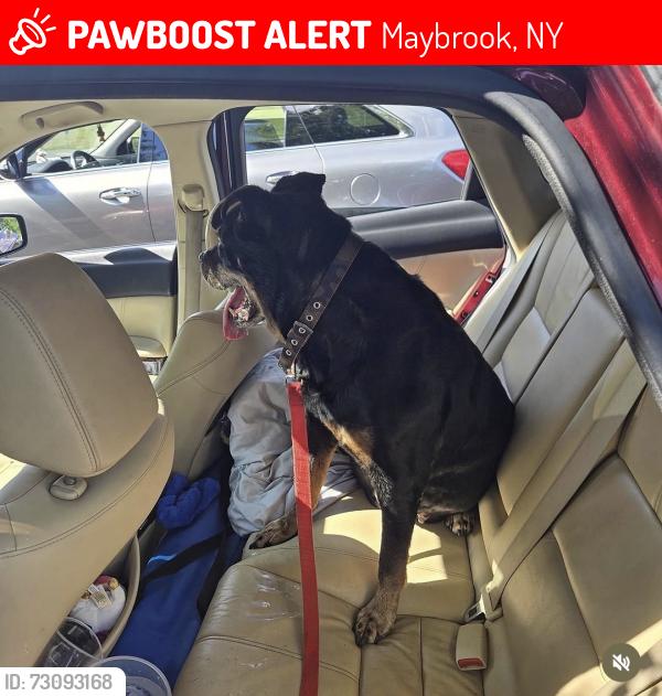Lost Female Dog last seen Clark Place Prospect Ave Maybrook RD hmstd Ave, Maybrook, NY 12543