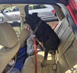 Lost Female Dog last seen Clark Place Prospect Ave Maybrook RD hmstd Ave, Maybrook, NY 12543
