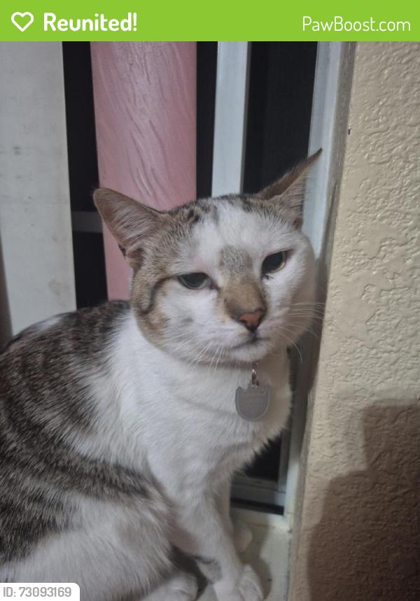 Reunited Male Cat last seen Near N 4th St, San Jose, CA 95112, USA, San Jose, CA 95112