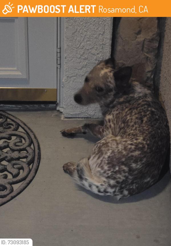 Found/Stray Unknown Dog last seen Desert Cloud and Campbell, Rosamond, CA 93560