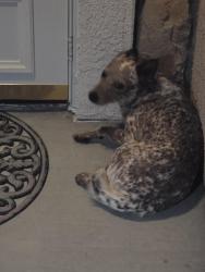 Found/Stray Unknown Dog last seen Desert Cloud and Campbell, Rosamond, CA 93560