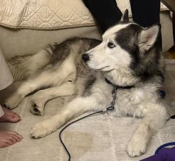 Reunited Male Dog last seen Bear Lynbrook high and Johnson Avenue, San Jose, CA 95129