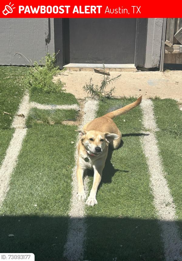 Lost Female Dog last seen Near W Braker Ln, Austin, TX 78758