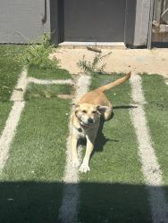 Lost Female Dog last seen Near W Braker Ln, Austin, TX 78758