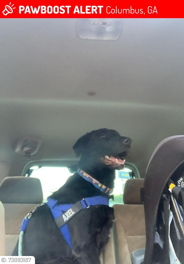 Lost Male Dog last seen Near Milgan Rd, Columbus, GA 31907