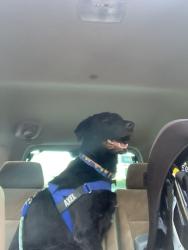 Lost Male Dog last seen Near Milgan Rd, Columbus, GA 31907