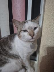 Reunited Male Cat last seen Near N 4th St, San Jose, CA 95112, USA, San Jose, CA 95112