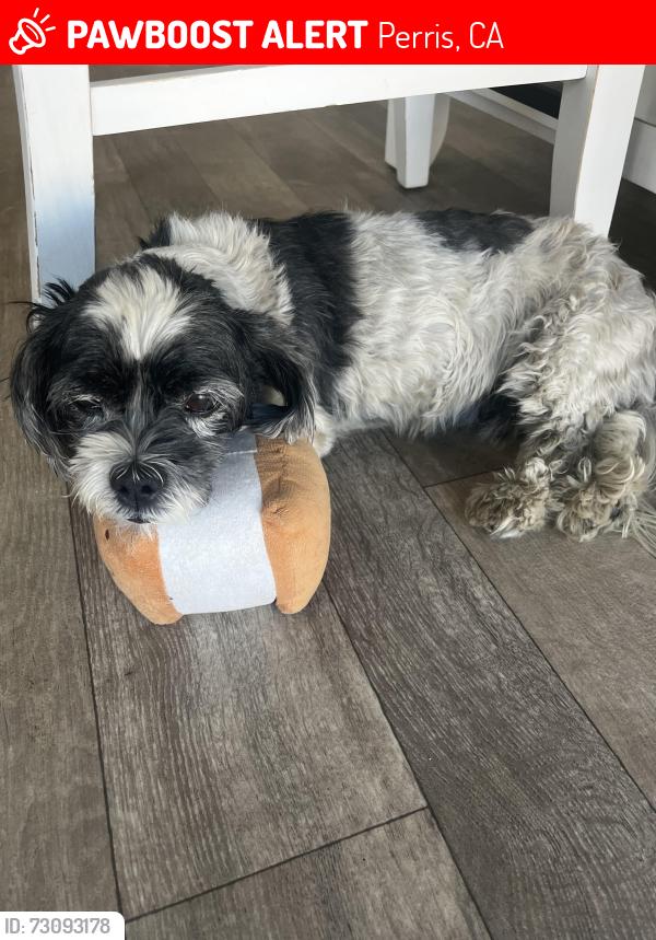 Lost Male Dog last seen Community next to Orange Vista High School, Perris, CA 92571