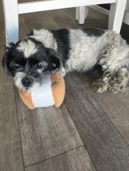 Lost Male Dog last seen Community next to Orange Vista High School, Perris, CA 92571