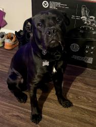 Reunited Male Dog last seen River Breeze Drive and Willow Court, Douglasville, GA 30135
