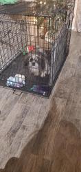 Lost Male Dog last seen Unser and Arenal, Albuquerque, NM 87121