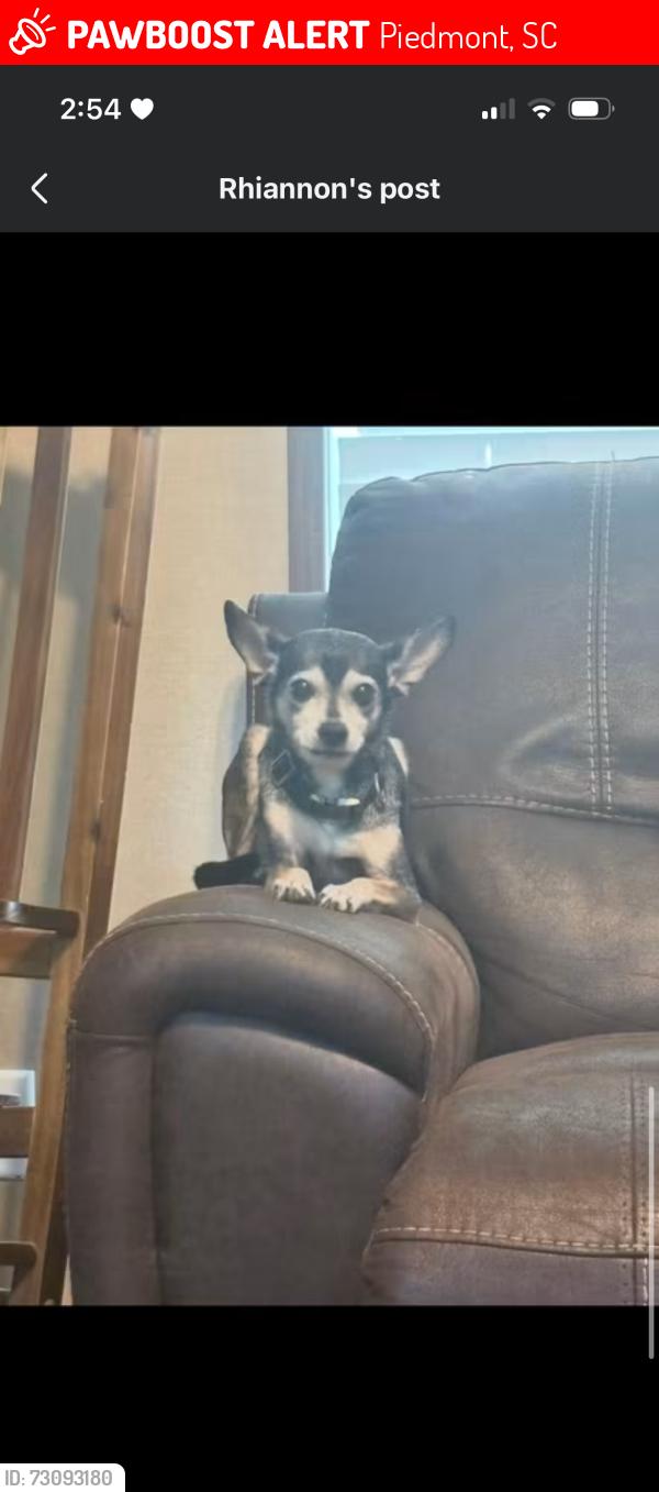 Lost Male Dog last seen Luker rd and old Pelzer rd., Piedmont, SC 29673