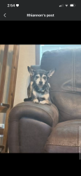 Lost Male Dog last seen Luker rd and old Pelzer rd., Piedmont, SC 29673