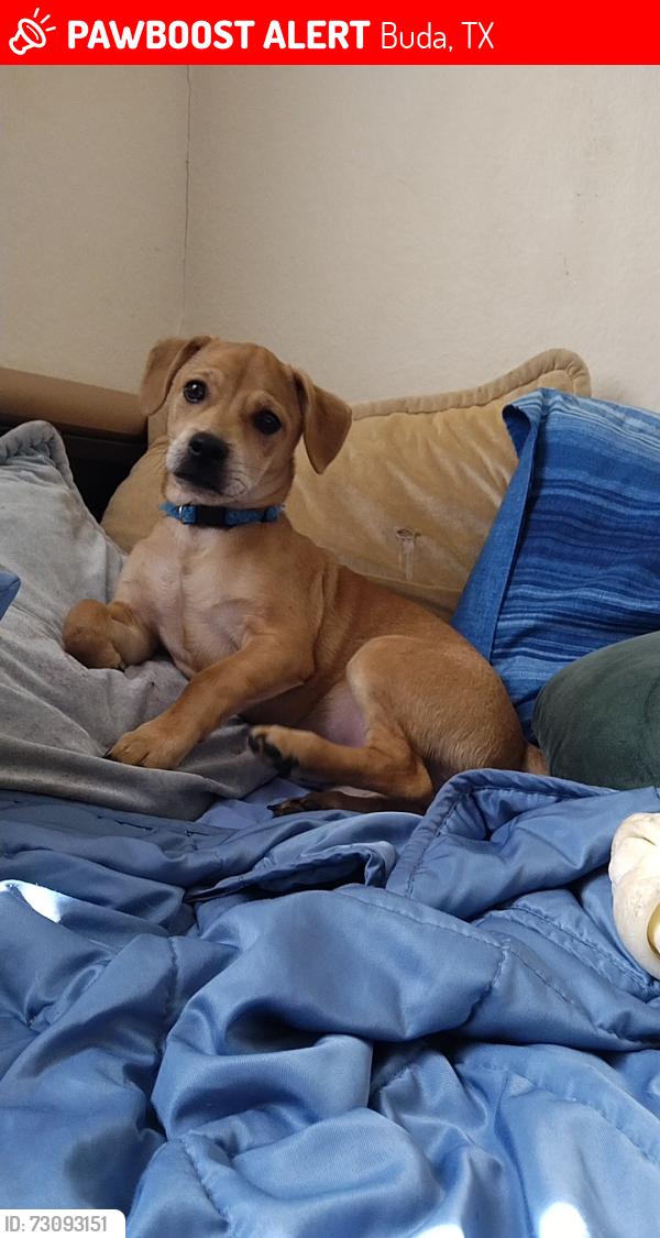 Lost Male Dog last seen Oxbow trail - Ranch to Market road 967, Buda, TX 78610