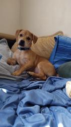 Lost Male Dog last seen Oxbow trail - Ranch to Market road 967, Buda, TX 78610