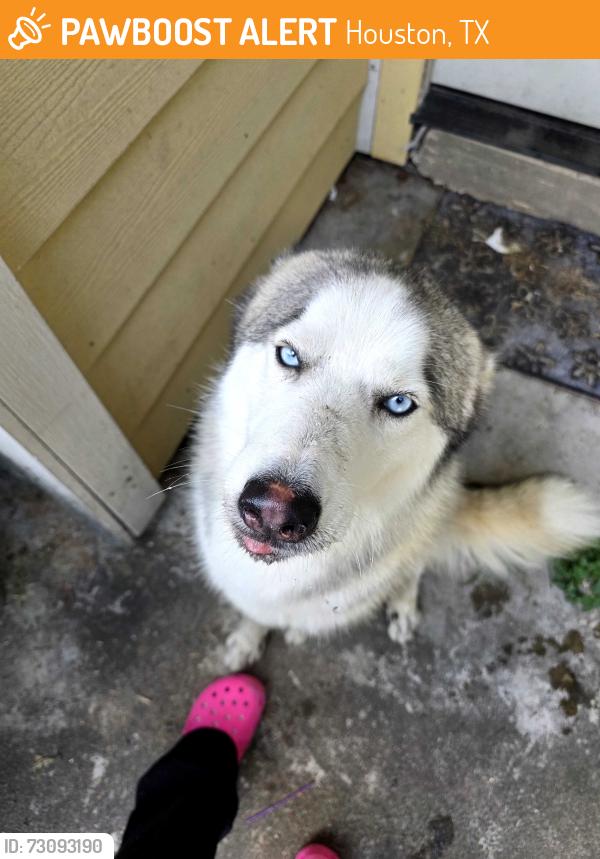 Found/Stray Male Dog last seen Evergreen Dr., Houston, TX 77023