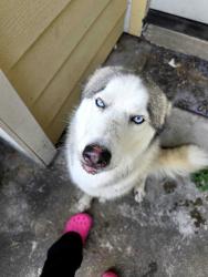Found/Stray Male Dog last seen Evergreen Dr., Houston, TX 77023