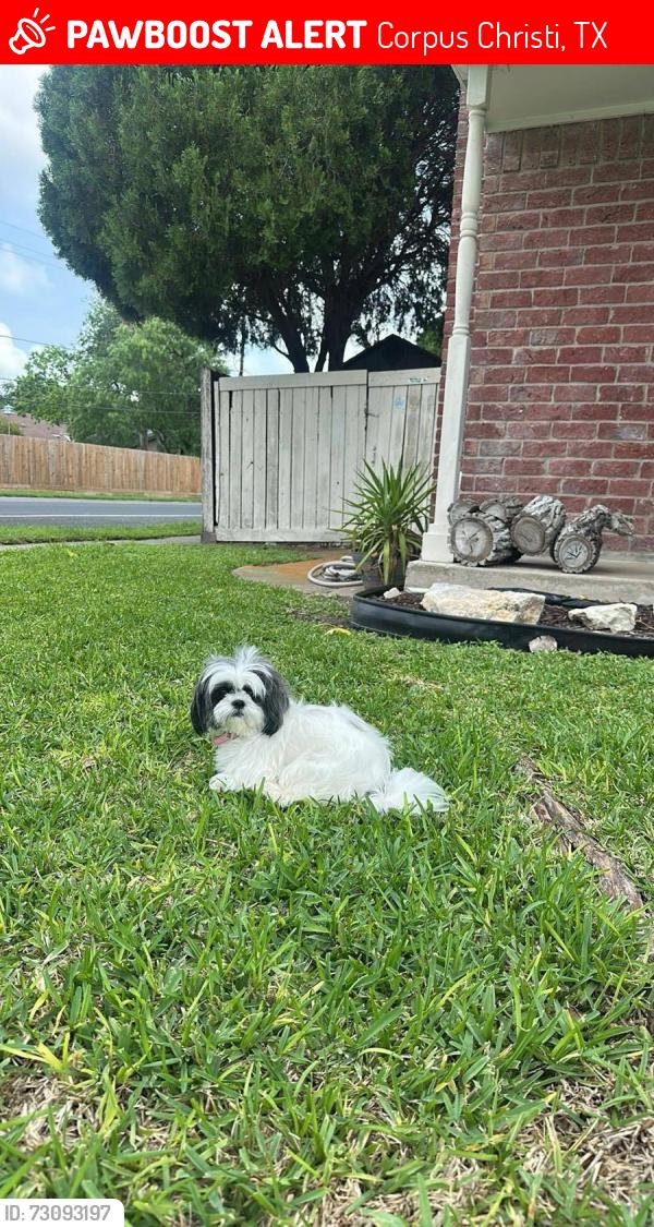 Lost Male Dog last seen Snowgoose, Corpus Christi, TX 78413