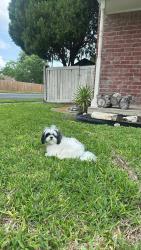 Lost Male Dog last seen Snowgoose, Corpus Christi, TX 78413