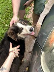Found/Stray Female Dog last seen dublin park, Madison, AL 35758