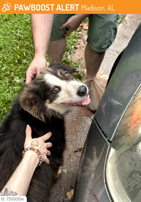 Found/Stray Female Dog last seen dublin park, Madison, AL 35758