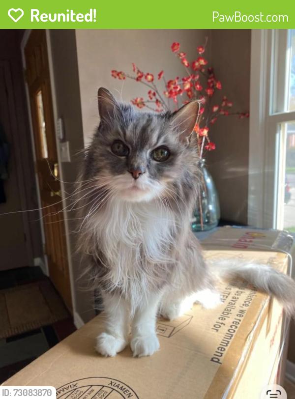 Reunited Female Cat last seen Madison st and Poplar ave, Elmhurst, IL 60126