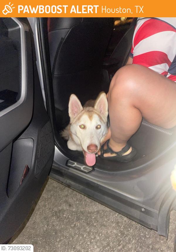 Found/Stray Male Dog last seen Riverstone ranch and Hughes road, Houston, TX 77089