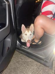 Found/Stray Male Dog last seen Riverstone ranch and Hughes road, Houston, TX 77089