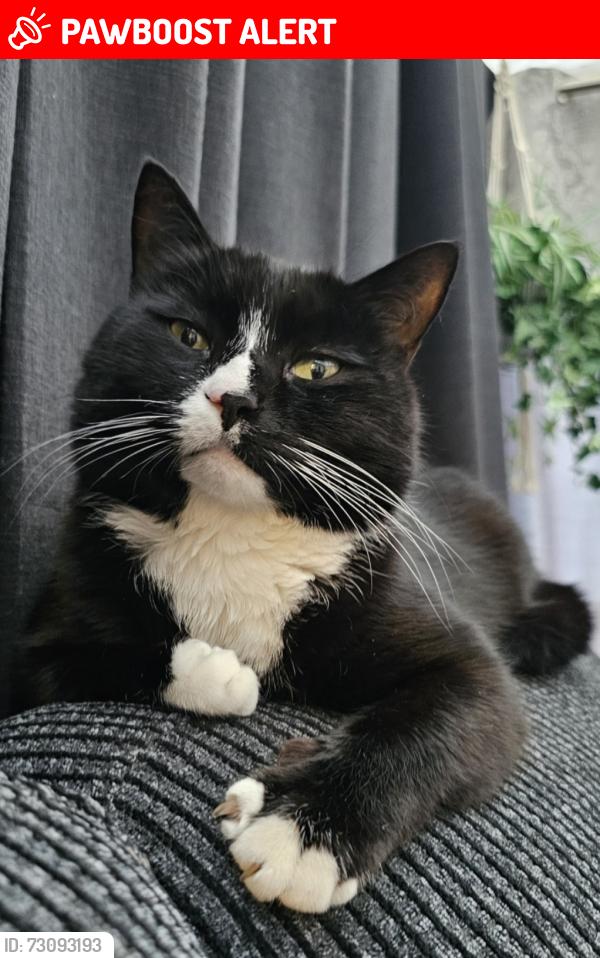 Lost Male Cat last seen Great Stubbing, Wombwell, England S73 8FD
