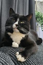 Lost Male Cat last seen Great Stubbing, Wombwell, England S73 8FD