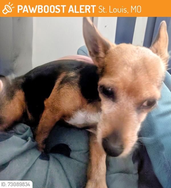 Found/Stray Female Dog last seen S Compton near Potomac, St. Louis, MO 63118