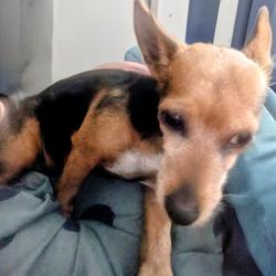 Found/Stray Female Dog last seen S Compton near Potomac, St. Louis, MO 63118