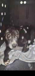 Reunited Unknown Dog last seen Auburndale & River Rd CORONA CA, Corona, CA 92878