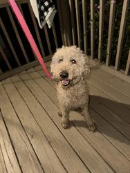 Found/Stray Male Dog last seen Orchard View Lane, Riverside, CA 92503