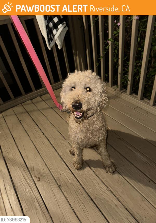 Found/Stray Male Dog last seen Orchard View Lane, Riverside, CA 92503