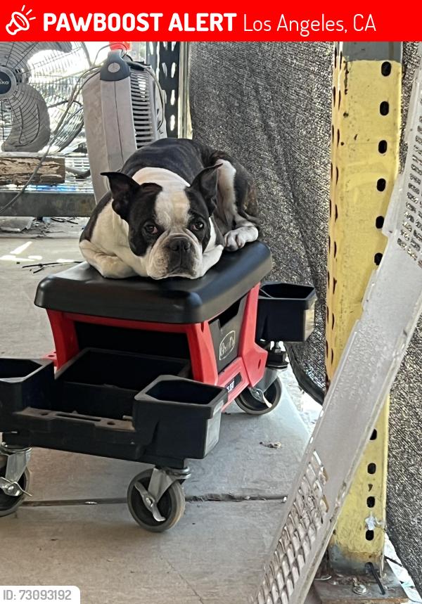 Lost Male Dog last seen Lassen and kester, Los Angeles, CA 91345